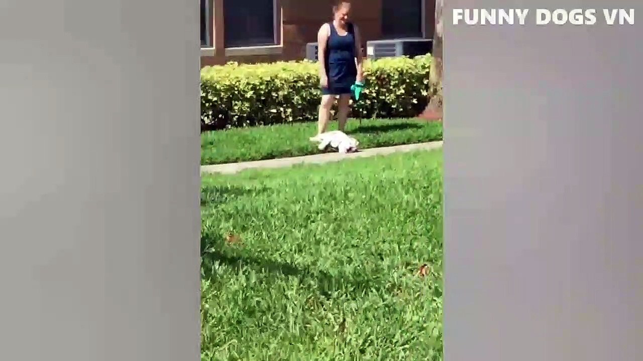 Funniest Animals Video Funny Dogs And Cats Try Not To Laugh Animals 20222 Video Dailymotion