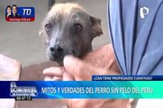 El perro sin pelo del Perú tiene propiedades curativas - mitos y verdades