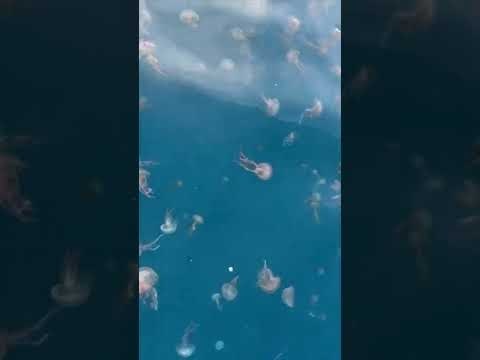 Des dizaines de méduses aperçues à Fos-sur-Mer, certaines échouées