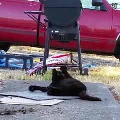 Animal funny- cat's funny