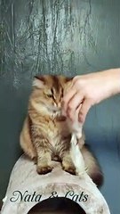 Cat - Jolie - British Longhair - Loca Dance