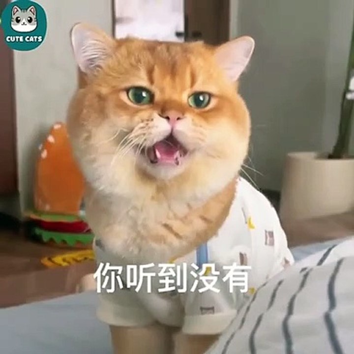 Sound cat's cute