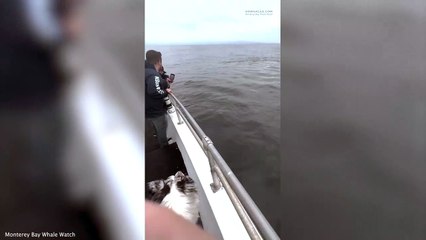 Adorable moment a dog has its first ever interaction with a friendly whale