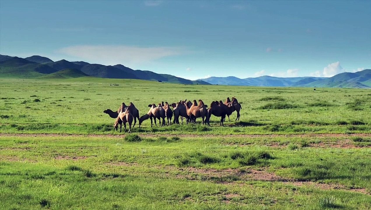 #paresh007  animal short video _ best Animal video