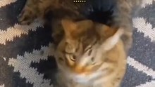 Funny Cats and Cute Cats, Cute cat #shorts