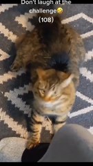 Funny Cats and Cute Cats, Cute cat #shorts