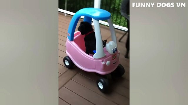 Funniest Animals Video - Funny Dogs And Cats - Try Not To Laugh Animals 2022