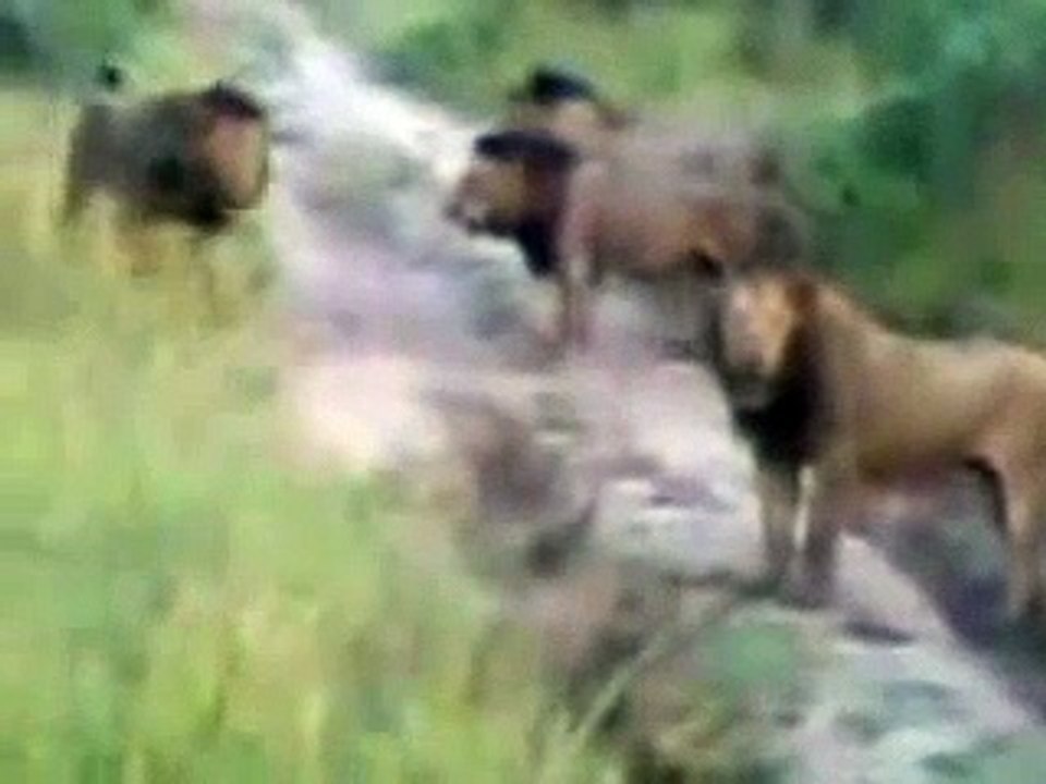 Selati males kill Mr T Mapogo