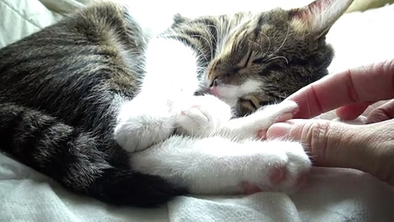 A Happy Sleeping Cat video Dailymotion