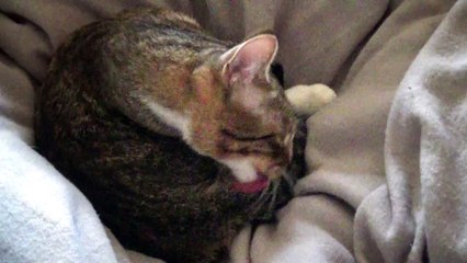 A Little Cat Bath at Night