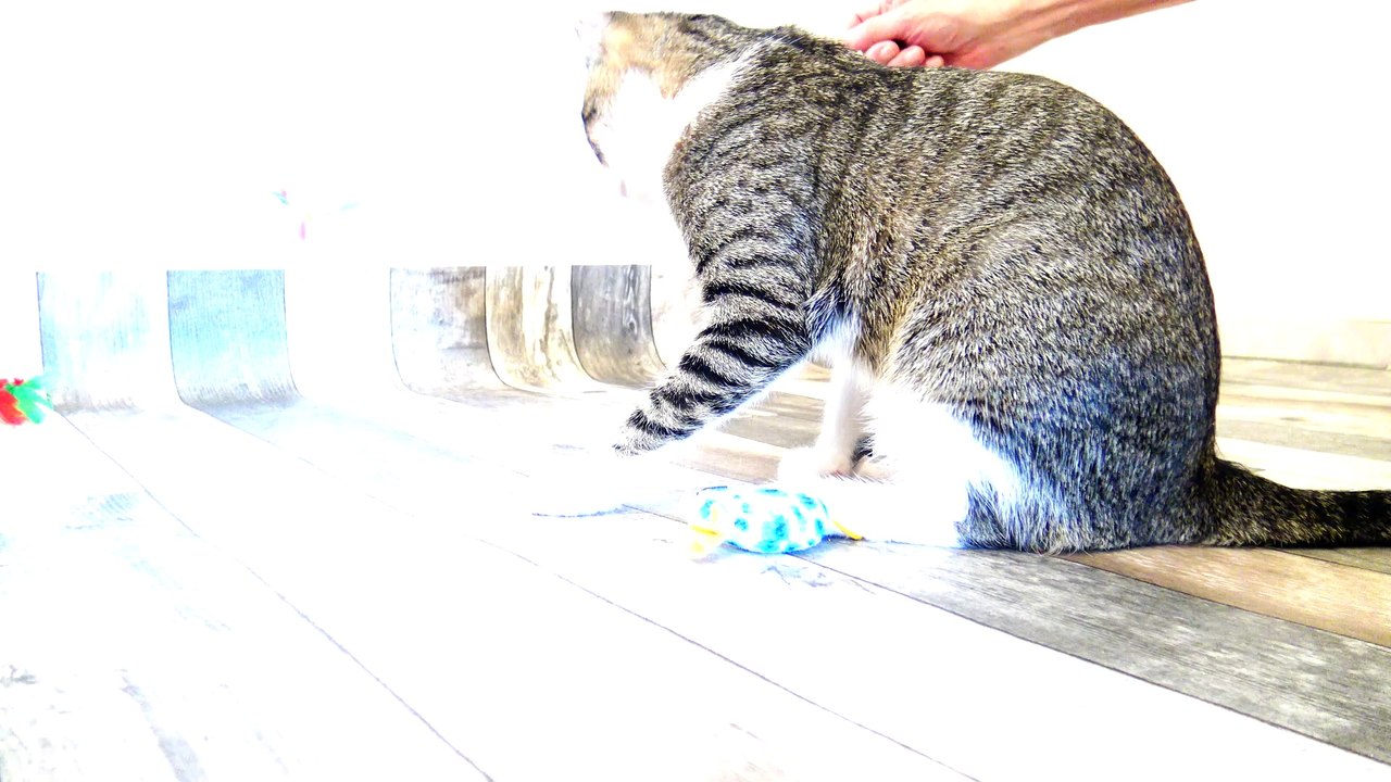 Playing with the Cat
