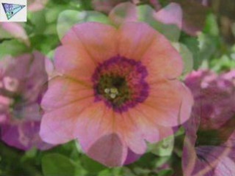 Jolies fleurs