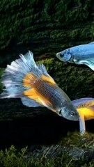 Fish Cute Animal #Funny animal #Funny Video #Kids #Child  #Fish