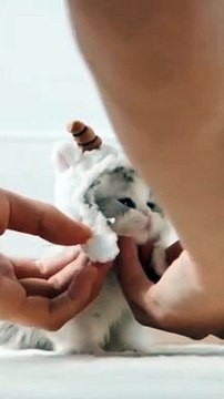 Cute Kitten Cute Cate #Funny animal #Funny Video #Kids #Child #Dog #Cat