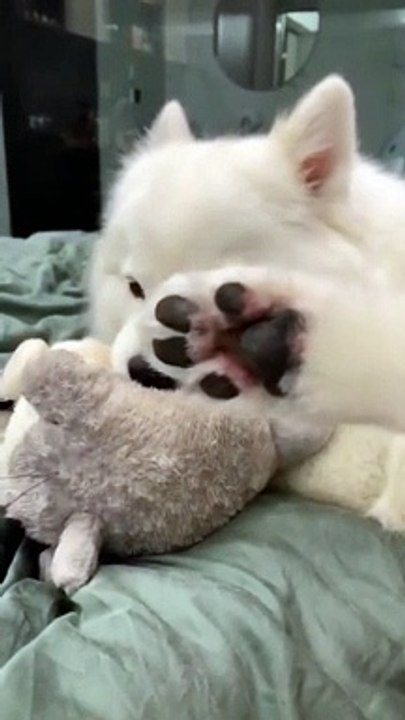 Cute Dog say that Dont Disturb me #Funny animal #Funny Video #Kids #Child  #Dog #Cat