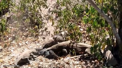 15 Smart And Drastic Ways Predators Hunt Their Prey