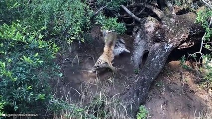 15 Terrific Moments Of Animals Fighting Over Food