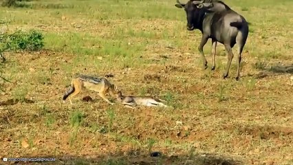 12 Splendid Jackal Hunting And Fighting Moments