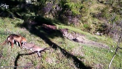 13 Crazy Fighting And Hunting Moments By Foxes