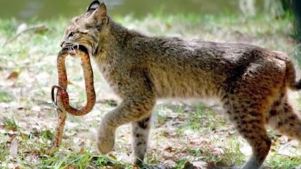 Cats, The Small Killers