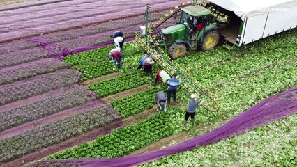 Regno Unito, imprenditori in rivolta: il numero dei "pentiti" della Brexit aumenta