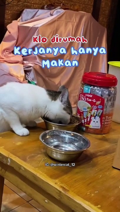 LOL Cat