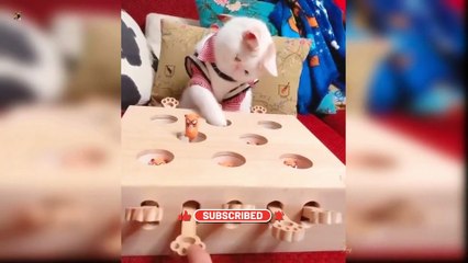 Animal Funny Videos 2022  - Best Dogs And Cats Videos #shorts #viral #viralvideo