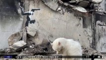 [와글와글] 우크라이나 폐허 곳곳 '응원 벽화' 발견