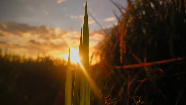 Cinematic Nature 1 Minute _ Cinematic Sunset Rice Fields _ Footage Of Nature