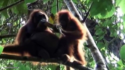 Hunting Moments By The Best Predators In The Field