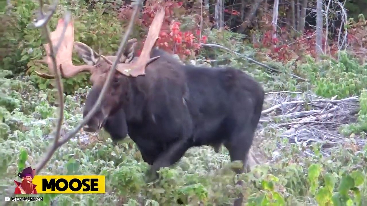 Top Terrifying Moments When People Messed With The Wrong Animals