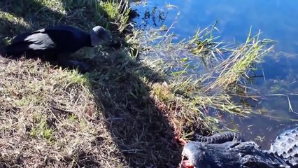 Marvelous Hunting Moments By Smart Predators Caught On Camera