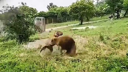 Tigers And Lions Showing Off Their Savage Skills