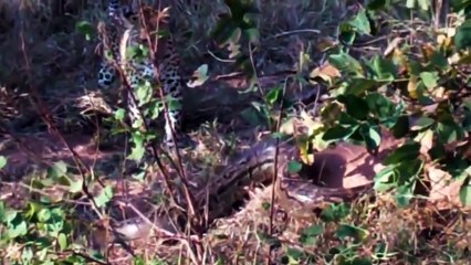 14 Insane Fighting Moments Between Predators