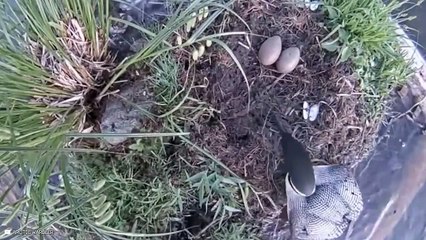 Why Sometimes, Even Eagles Are Afraid Of Owls