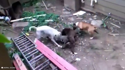 ( Delete ) The Most Amazing And Skillful Hunting Moments Of Predators