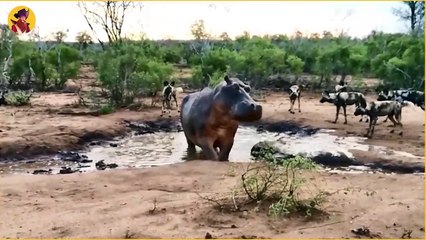 12 Times Hippos Attacked Their Enemies