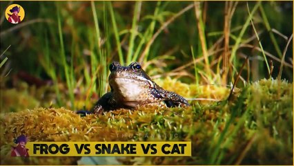 35 Times Predators Messed With The Wrong Prey