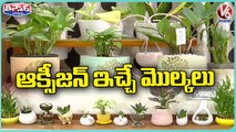 Indoor Plants To Increase Oxygen Levels _ Indoor Plants At Home _ V6 Weekend Teenmaar