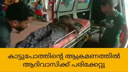 കാട്ടുപോത്തിന്റെ ആക്രമണത്തിൽ വനംവകുപ്പിന്റെ വാച്ചര്‍ക്ക് പരുക്ക്‌