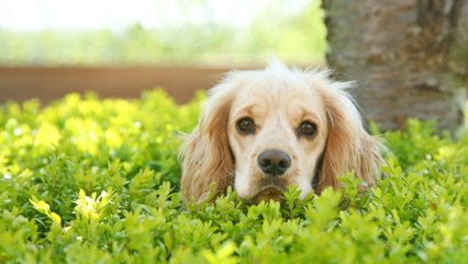 Disbelief as a dog narrowly escapes death after getting stuck in a foxhole