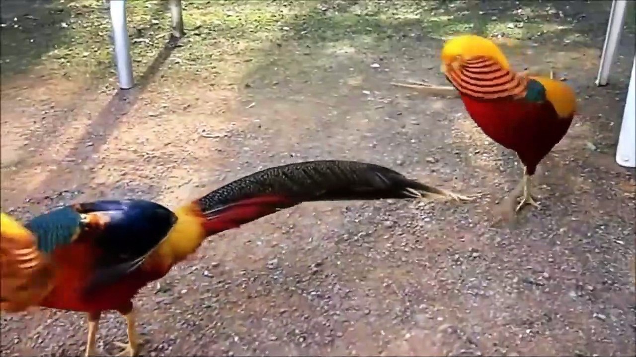 beautiful animals