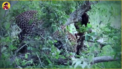 Moments Of Young Predators Performingg Their First Hunts Savagely