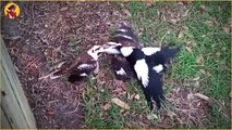 15 Insane Animal Battles Recorded On Camera (2)