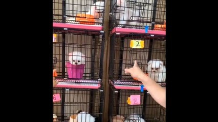 Funny and Cute Dog Pomeranian | Funny Puppy Videos #3