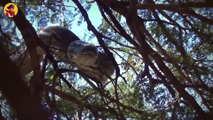 Pythons, The Most Incredible And Powerful Snakes In The World