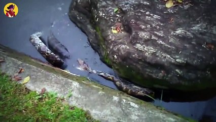 15 Incredibly Strong And Huge Snakes In Disguise