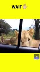 Lion open cars door 