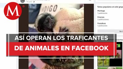 Centro para la Diversidad Biológica evidencia tráfico ilegal de animales en Facebook