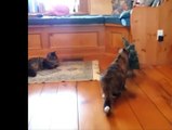 Funnies cat moment, jump scared !!! watch now #1